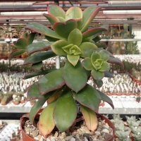 Aeonium decorum variegata cv. Kiwi