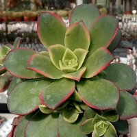 Aeonium decorum variegata cv. Kiwi