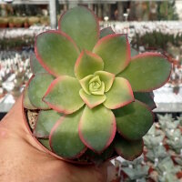 Aeonium decorum variegata cv. Kiwi