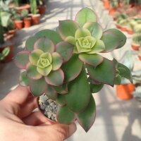 Aeonium decorum variegata cv. Kiwi