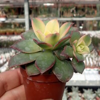 Aeonium decorum variegata cv. Kiwi