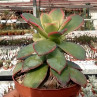 Aeonium decorum variegata cv. Kiwi