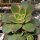 Aeonium decorum variegata cv. Kiwi