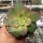 Aeonium decorum variegata cv. Kiwi