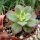 Aeonium decorum variegata cv. Kiwi