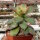 Aeonium decorum variegata cv. Kiwi