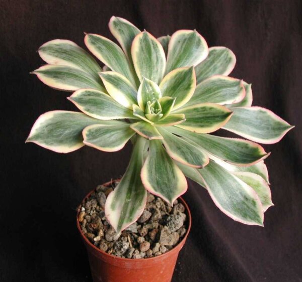 Aeonium Hybr. Sunburst