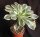Aeonium Hybr. Sunburst