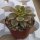 Aeonium Hybr. Sunburst