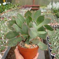 Aeonium percarneum