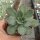 Aeonium percarneum