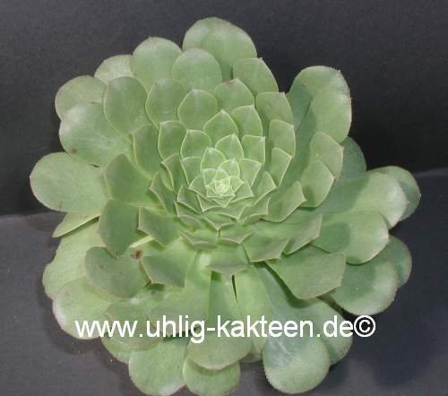 Aeonium tabuliforme