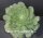 Aeonium tabuliforme