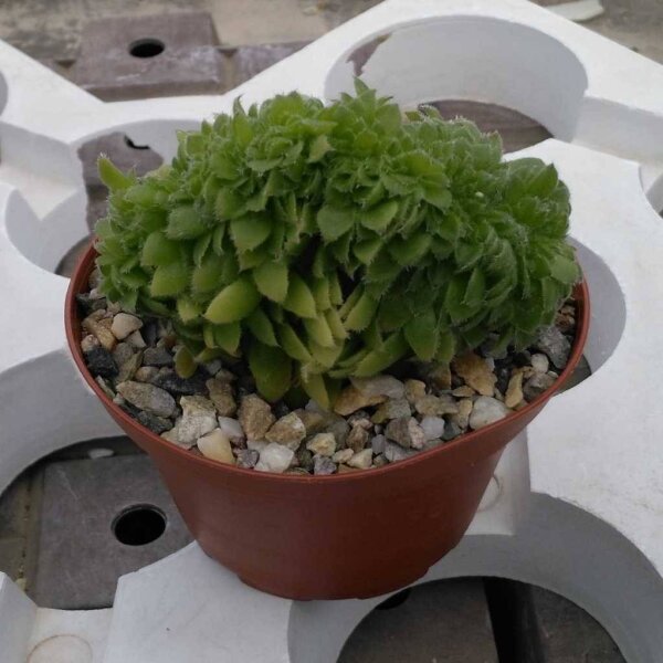 Aeonium tabuliforme cristata