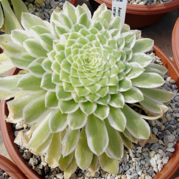 Aeonium tabuliforme variegata