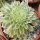 Aeonium tabuliforme variegata