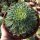 Aeonium tabuliforme variegata