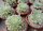 Aeonium tabuliforme variegata