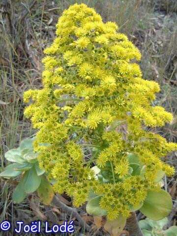 Aeonium undulatum Gran Canaria