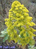 Aeonium undulatum Gran Canaria