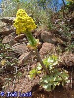 Aeonium undulatum Gran Canaria