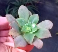 Aeonium valverdense