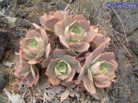 Aeonium valverdense