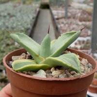 Agave victoriae-reginae cv. Pyramidalis