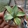 Agave victoriae-reginae cv. Pyramidalis