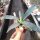 Agave americana