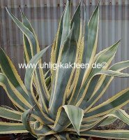 Agave americana cv. Marginata