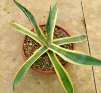 Agave americana cv. Marginata
