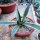 Agave americana cv. Marginata