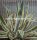 Agave americana cv. Marginata
