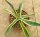 Agave americana cv. Marginata