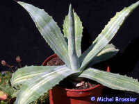 Agave americana cv. Striata