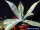 Agave americana cv. Striata