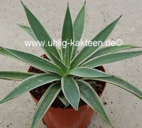 Agave angustifolia v. marginata