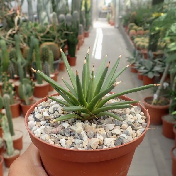 Agave albopilosa