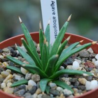 Agave albopilosa