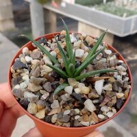 Agave albopilosa