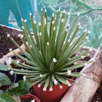 Agave albopilosa