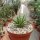 Agave albopilosa