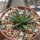 Agave albopilosa