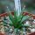 Agave albopilosa