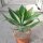 Agave attenuata