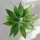 Agave attenuata