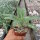 Agave attenuata
