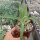 Agave attenuata