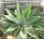 Agave attenuata